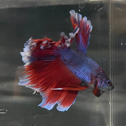 the-fish-farm Premium Male Betta Bicolour Rosetail Premium Male Betta - One Only - 9 Shop for Bicolour Rosetail Male Bettas at The Fish Farm Australia