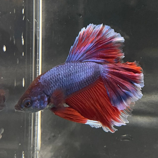 the-fish-farm Premium Male Betta Bicolour Rosetail Premium Male Betta - One Only - 9 Shop for Bicolour Rosetail Male Bettas at The Fish Farm Australia