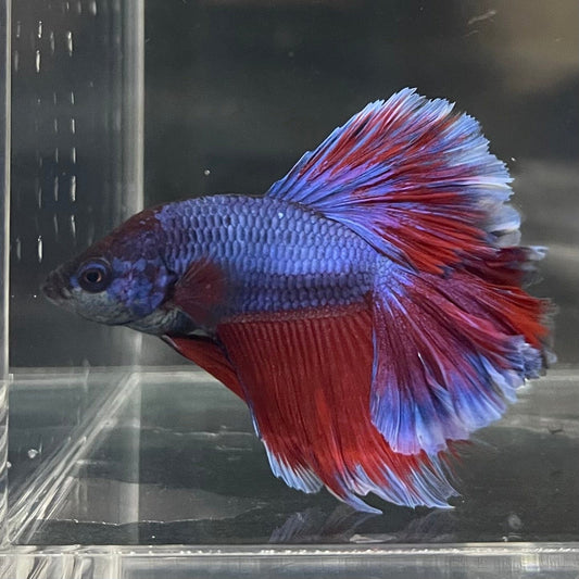 the-fish-farm Premium Male Betta Bicolour Rosetail Premium Male Betta - One Only - 9 Shop for Bicolour Rosetail Male Bettas at The Fish Farm Australia