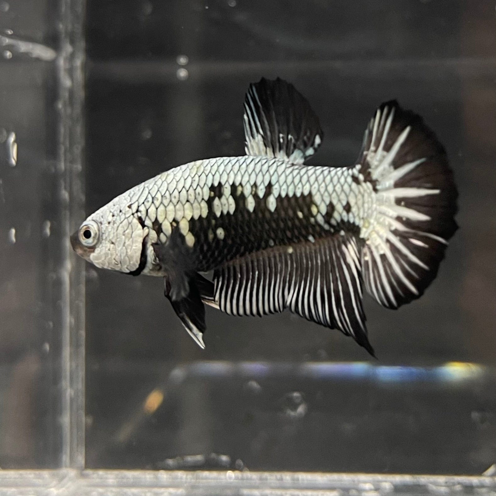the-fish-farm Premium Male Betta Black and White Samurai Plakat Betta Male - One Only - 1 Buy this Black and White Samurai Plakat Male Betta - One Only - 1