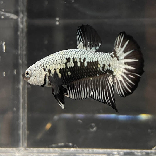 the-fish-farm Premium Male Betta Black and White Samurai Plakat Betta Male - One Only - 1 Buy this Black and White Samurai Plakat Male Betta - One Only - 1