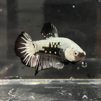 the-fish-farm Premium Male Betta Black and White Samurai Plakat Betta Male - One Only - 1 Buy this Black and White Samurai Plakat Male Betta - One Only - 1
