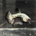 the-fish-farm Premium Male Betta Black and White Samurai Plakat Betta Male - One Only - 1 Buy this Black and White Samurai Plakat Male Betta - One Only - 1