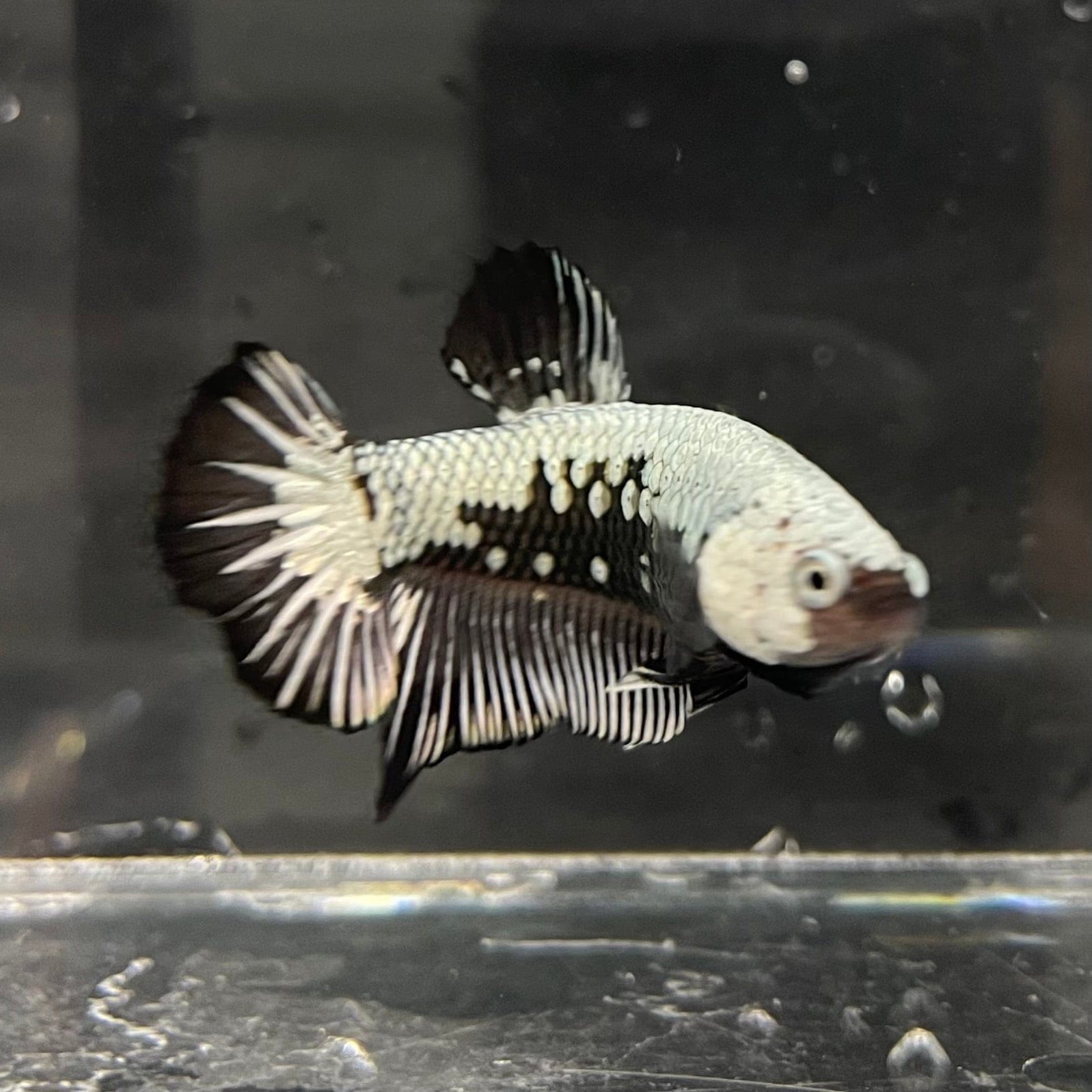 the-fish-farm Premium Male Betta Black and White Samurai Plakat Betta Male - One Only - 1 Buy this Black and White Samurai Plakat Male Betta - One Only - 1