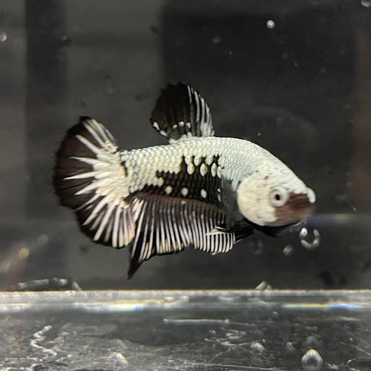 the-fish-farm Premium Male Betta Black and White Samurai Plakat Betta Male - One Only - 1 Buy this Black and White Samurai Plakat Male Betta - One Only - 1