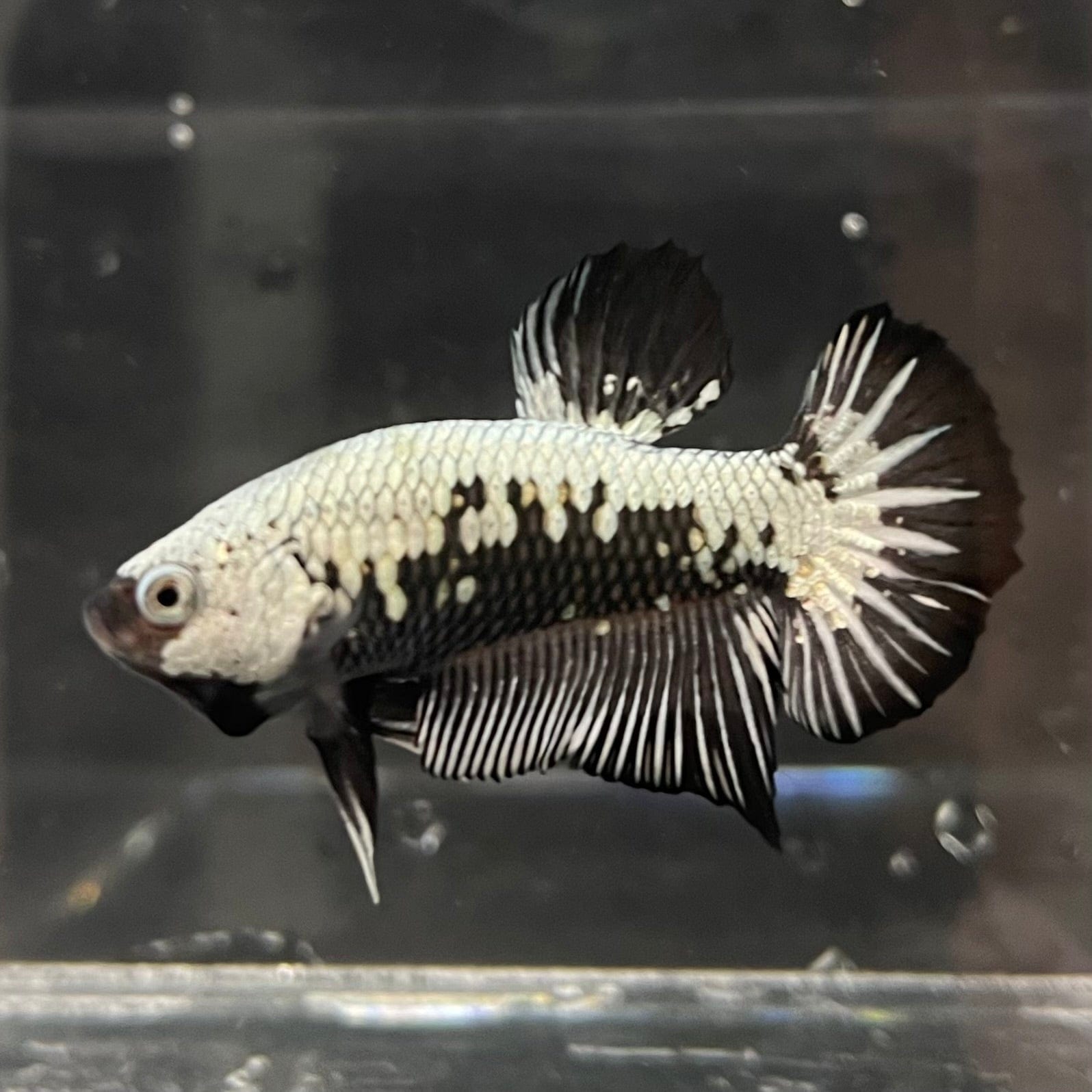 the-fish-farm Premium Male Betta Black and White Samurai Plakat Betta Male - One Only - 1 Buy this Black and White Samurai Plakat Male Betta - One Only - 1