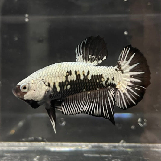 the-fish-farm Premium Male Betta Black and White Samurai Plakat Betta Male - One Only - 1 Buy this Black and White Samurai Plakat Male Betta - One Only - 1