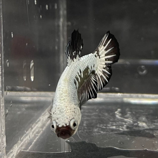 the-fish-farm Premium Male Betta Black and White Samurai Plakat Betta Male - One Only - 1 Buy this Black and White Samurai Plakat Male Betta - One Only - 1