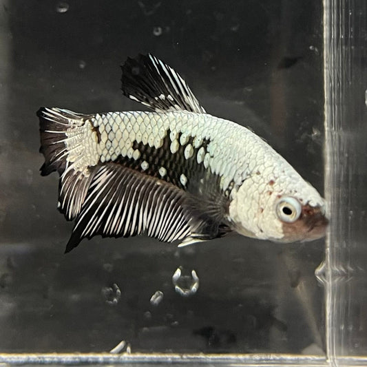 the-fish-farm Premium Male Betta Black and White Samurai Plakat Betta Male - One Only - 1 Buy this Black and White Samurai Plakat Male Betta - One Only - 1
