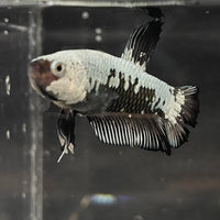 the-fish-farm Premium Male Betta Black and White Samurai Plakat Betta Male - One Only - 1 Buy this Black and White Samurai Plakat Male Betta - One Only - 1