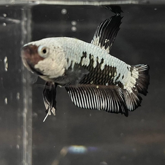 the-fish-farm Premium Male Betta Black and White Samurai Plakat Betta Male - One Only - 1 Buy this Black and White Samurai Plakat Male Betta - One Only - 1
