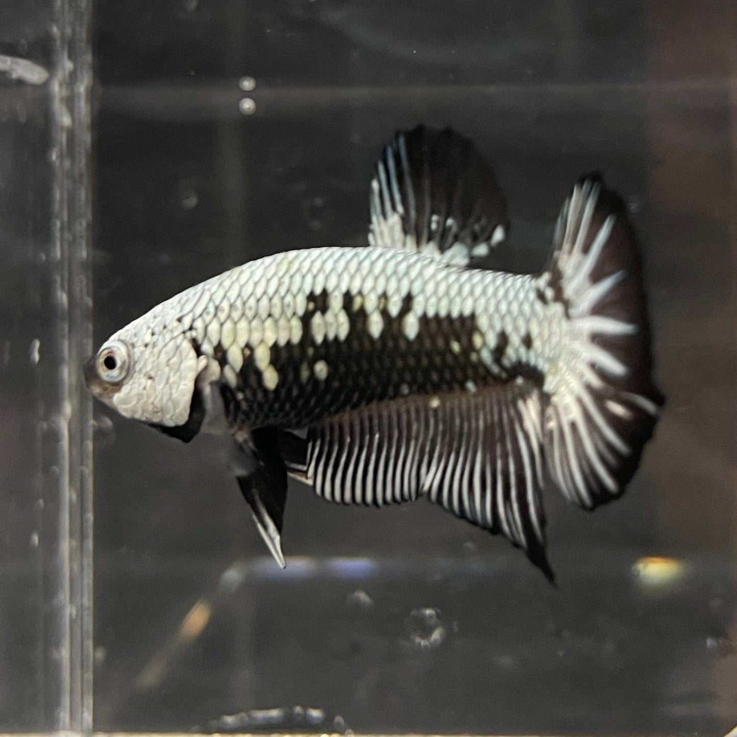 the-fish-farm Premium Male Betta Black and White Samurai Plakat Betta Male - One Only - 1 Buy this Black and White Samurai Plakat Male Betta - One Only - 1