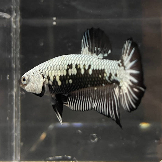 the-fish-farm Premium Male Betta Black and White Samurai Plakat Betta Male - One Only - 1 Buy this Black and White Samurai Plakat Male Betta - One Only - 1