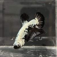 the-fish-farm Premium Male Betta Black and White Samurai Plakat Betta Male - One Only - 3 Buy this Black and White Samurai Plakat Male Betta - One Only - 1