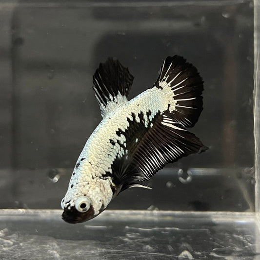 the-fish-farm Premium Male Betta Black and White Samurai Plakat Betta Male - One Only - 3 Buy this Black and White Samurai Plakat Male Betta - One Only - 1