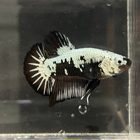 the-fish-farm Premium Male Betta Black and White Samurai Plakat Betta Male - One Only - 3 Buy this Black and White Samurai Plakat Male Betta - One Only - 1