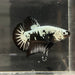 the-fish-farm Premium Male Betta Black and White Samurai Plakat Betta Male - One Only - 3 Buy this Black and White Samurai Plakat Male Betta - One Only - 1