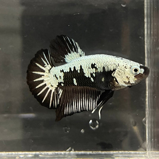 the-fish-farm Premium Male Betta Black and White Samurai Plakat Betta Male - One Only - 3 Buy this Black and White Samurai Plakat Male Betta - One Only - 1