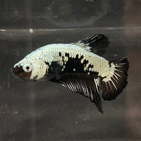 the-fish-farm Premium Male Betta Black and White Samurai Plakat Betta Male - One Only - 3 Buy this Black and White Samurai Plakat Male Betta - One Only - 1