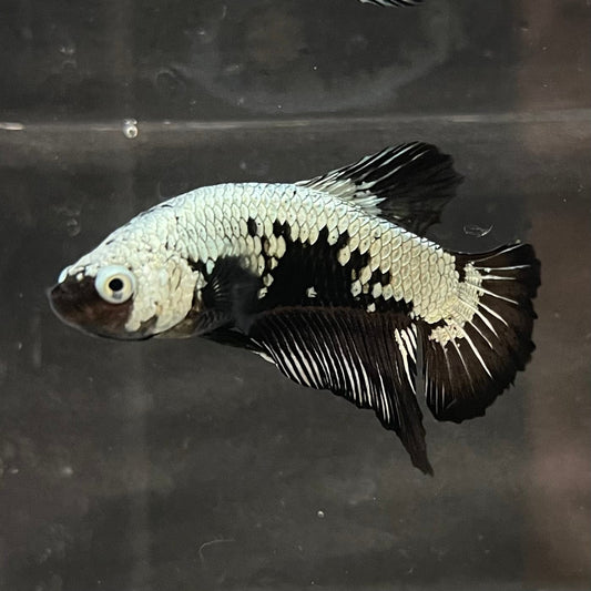 the-fish-farm Premium Male Betta Black and White Samurai Plakat Betta Male - One Only - 3 Buy this Black and White Samurai Plakat Male Betta - One Only - 1