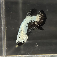 the-fish-farm Premium Male Betta Black and White Samurai Plakat Betta Male - One Only - 3 Buy this Black and White Samurai Plakat Male Betta - One Only - 1