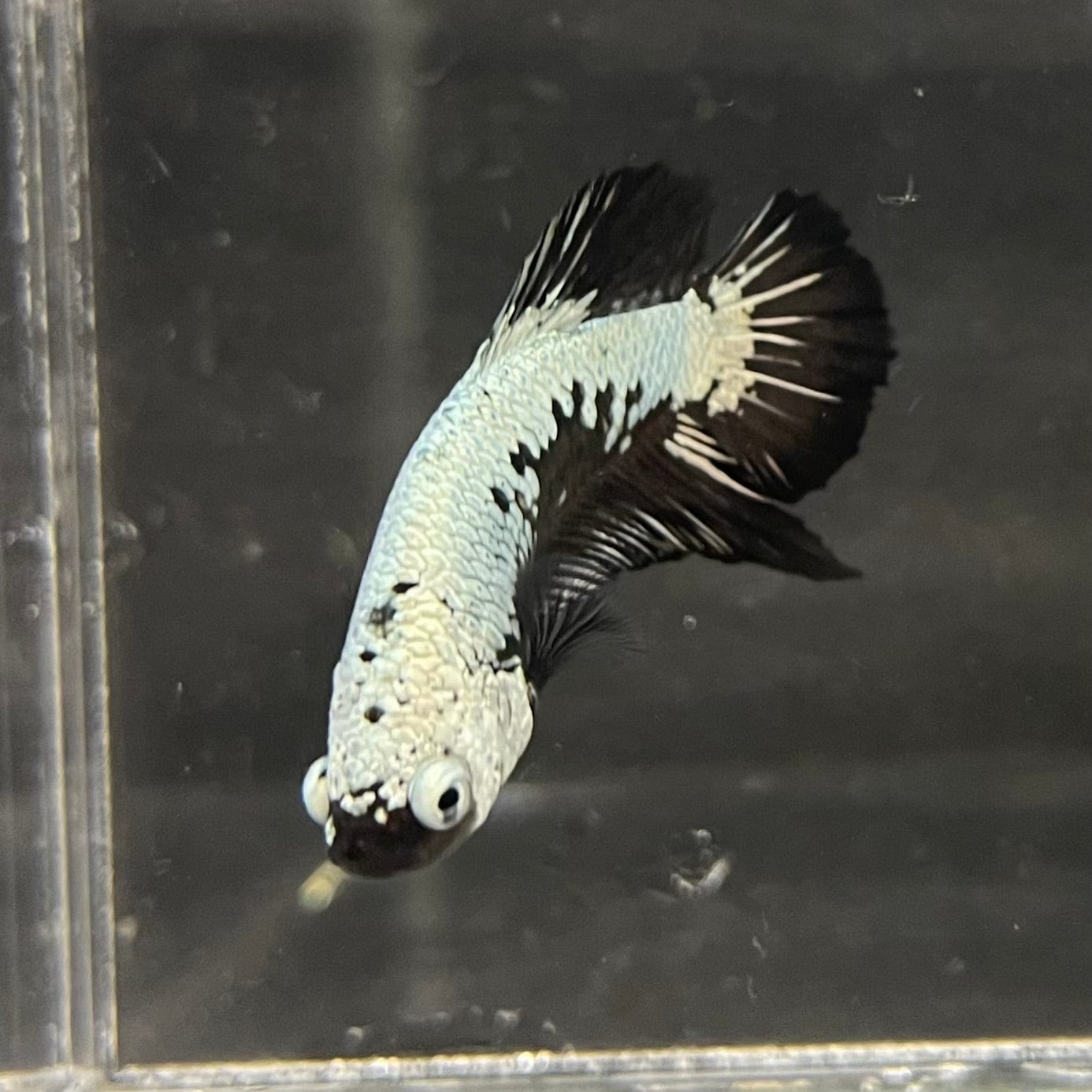 the-fish-farm Premium Male Betta Black and White Samurai Plakat Betta Male - One Only - 3 Buy this Black and White Samurai Plakat Male Betta - One Only - 1