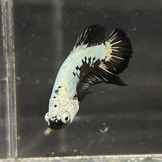 the-fish-farm Premium Male Betta Black and White Samurai Plakat Betta Male - One Only - 3 Buy this Black and White Samurai Plakat Male Betta - One Only - 1