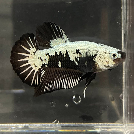 the-fish-farm Premium Male Betta Black and White Samurai Plakat Betta Male - One Only - 3 Buy this Black and White Samurai Plakat Male Betta - One Only - 1