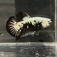 the-fish-farm Premium Male Betta Black and White Samurai Plakat Betta Male - One Only - 3 Buy this Black and White Samurai Plakat Male Betta - One Only - 1