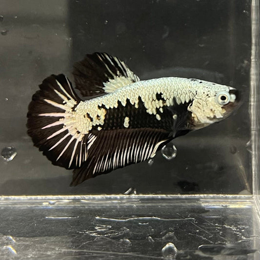 the-fish-farm Premium Male Betta Black and White Samurai Plakat Betta Male - One Only - 3 Buy this Black and White Samurai Plakat Male Betta - One Only - 1