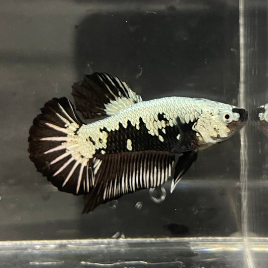 the-fish-farm Premium Male Betta Black and White Samurai Plakat Betta Male - One Only - 3 Buy this Black and White Samurai Plakat Male Betta - One Only - 1