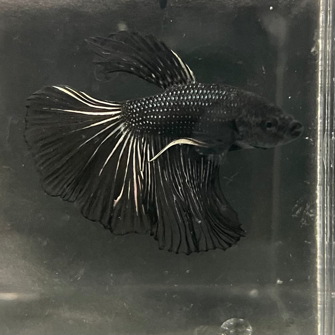 the-fish-farm Premium Male Betta Black Emerald Premium Male Betta - One Only - 1 Shop for bold Black Emerald Male Bettas at The Fish Farm Australia