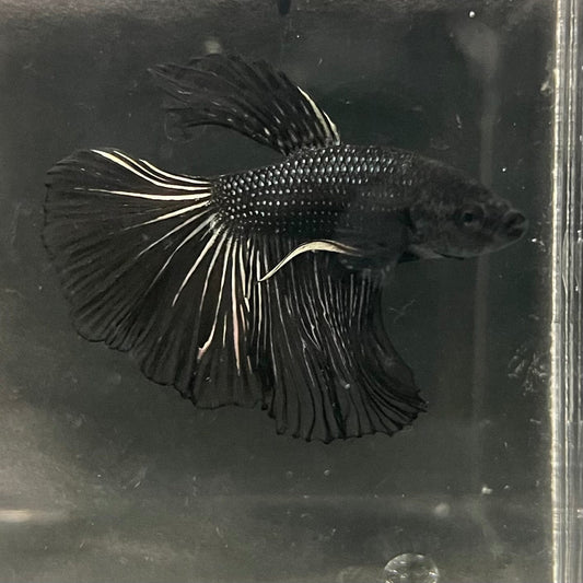 the-fish-farm Premium Male Betta Black Emerald Premium Male Betta - One Only - 1 Shop for bold Black Emerald Male Bettas at The Fish Farm Australia