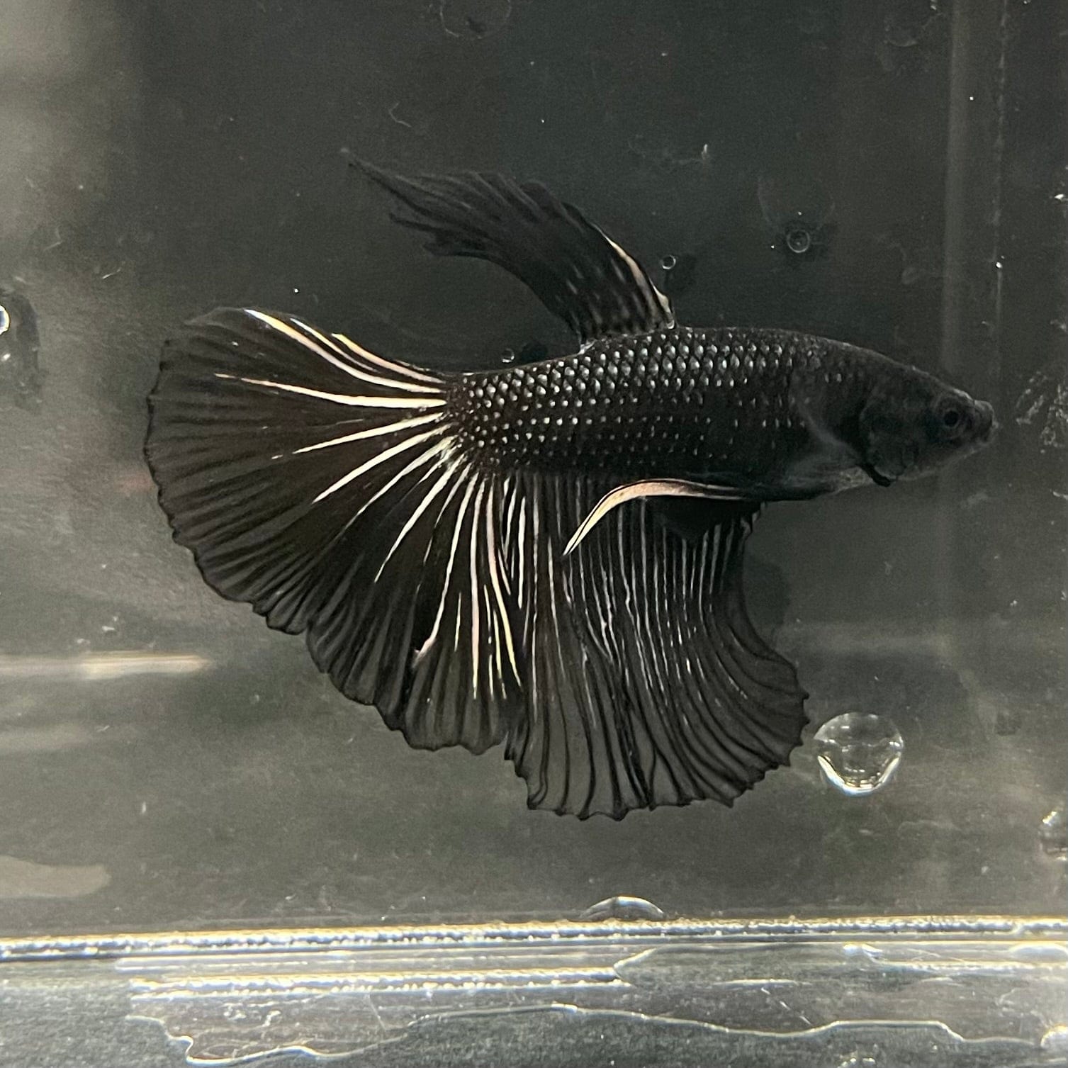 the-fish-farm Premium Male Betta Black Emerald Premium Male Betta - One Only - 1 Shop for bold Black Emerald Male Bettas at The Fish Farm Australia