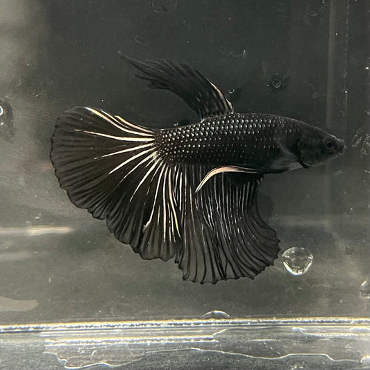 the-fish-farm Premium Male Betta Black Emerald Premium Male Betta - One Only - 1 Shop for bold Black Emerald Male Bettas at The Fish Farm Australia