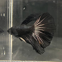 the-fish-farm Premium Male Betta Black Emerald Premium Male Betta - One Only - 1 Shop for bold Black Emerald Male Bettas at The Fish Farm Australia