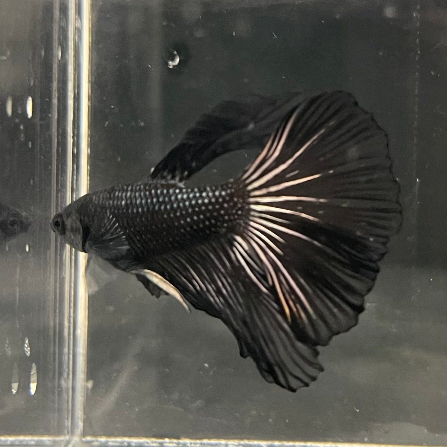 the-fish-farm Premium Male Betta Black Emerald Premium Male Betta - One Only - 1 Shop for bold Black Emerald Male Bettas at The Fish Farm Australia