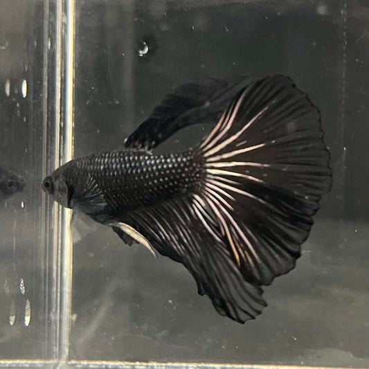 the-fish-farm Premium Male Betta Black Emerald Premium Male Betta - One Only - 1 Shop for bold Black Emerald Male Bettas at The Fish Farm Australia