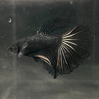 the-fish-farm Premium Male Betta Black Emerald Premium Male Betta - One Only - 1 Shop for bold Black Emerald Male Bettas at The Fish Farm Australia