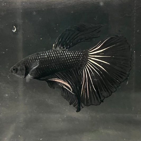 the-fish-farm Premium Male Betta Black Emerald Premium Male Betta - One Only - 1 Shop for bold Black Emerald Male Bettas at The Fish Farm Australia