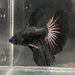 the-fish-farm Premium Male Betta Black Emerald Premium Male Betta - One Only - 1 Shop for bold Black Emerald Male Bettas at The Fish Farm Australia
