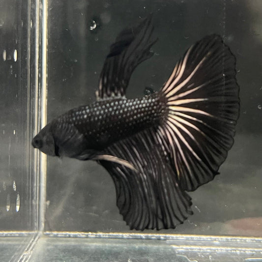 the-fish-farm Premium Male Betta Black Emerald Premium Male Betta - One Only - 1 Shop for bold Black Emerald Male Bettas at The Fish Farm Australia
