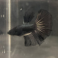 the-fish-farm Premium Male Betta Black Emerald Premium Male Betta - One Only - 2 Shop for bold Black Emerald Male Bettas at The Fish Farm Australia