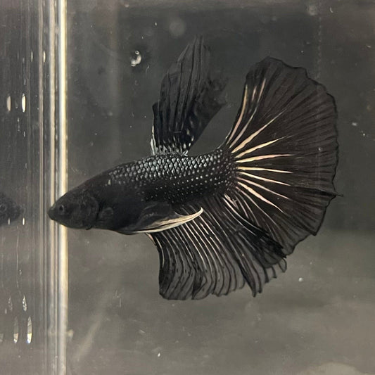 the-fish-farm Premium Male Betta Black Emerald Premium Male Betta - One Only - 2 Shop for bold Black Emerald Male Bettas at The Fish Farm Australia