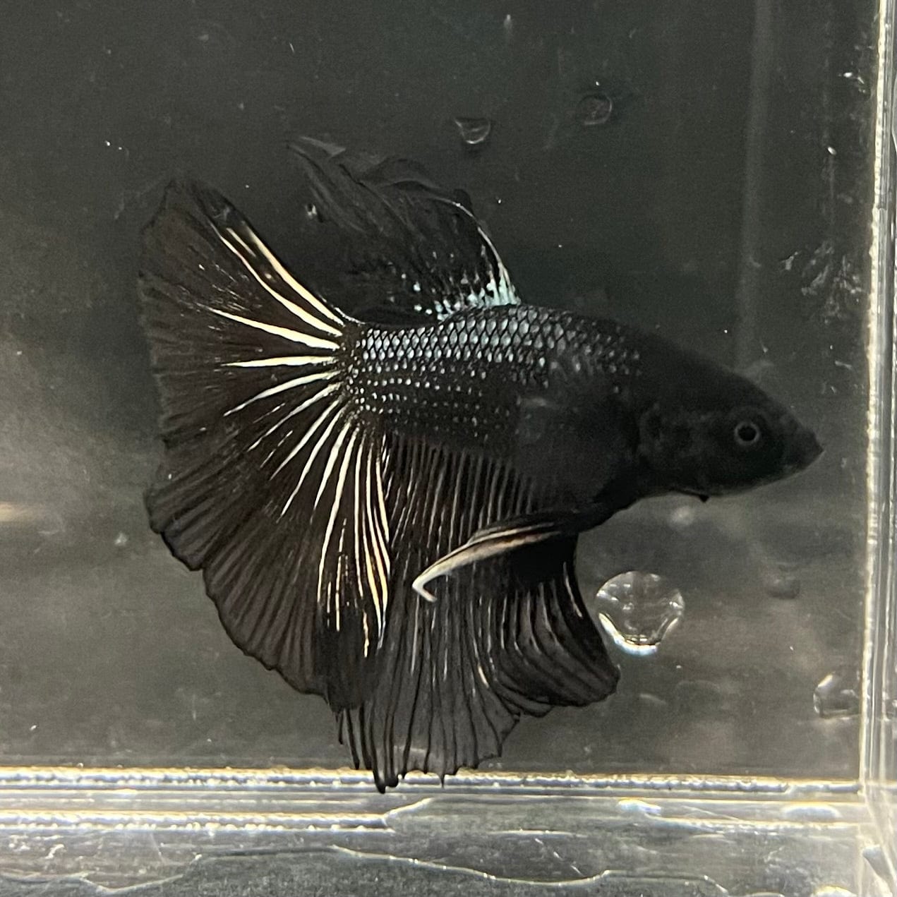 the-fish-farm Premium Male Betta Black Emerald Premium Male Betta - One Only - 2 Shop for bold Black Emerald Male Bettas at The Fish Farm Australia