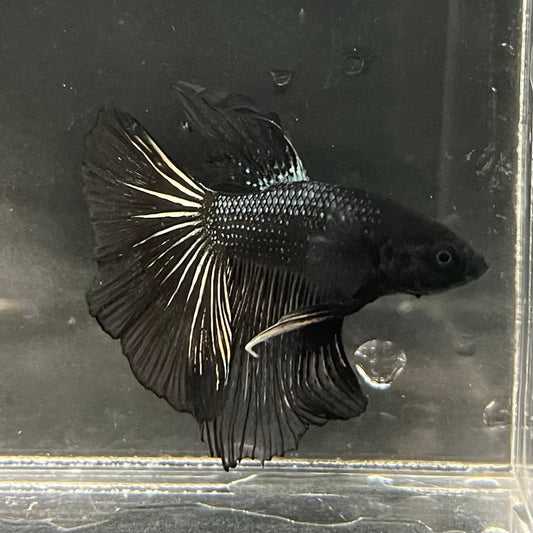 the-fish-farm Premium Male Betta Black Emerald Premium Male Betta - One Only - 2 Shop for bold Black Emerald Male Bettas at The Fish Farm Australia