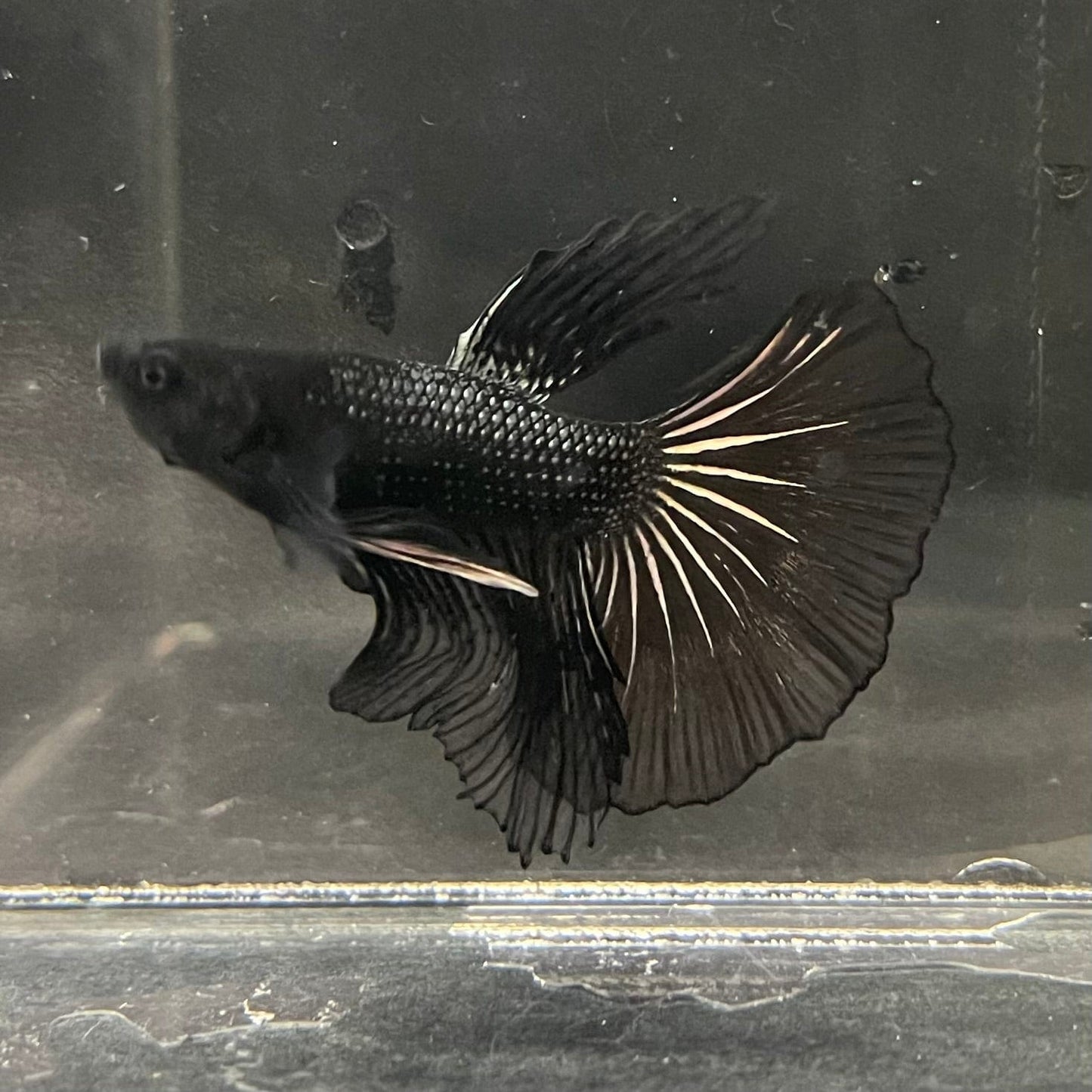 the-fish-farm Premium Male Betta Black Emerald Premium Male Betta - One Only - 2 Shop for bold Black Emerald Male Bettas at The Fish Farm Australia