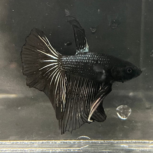 the-fish-farm Premium Male Betta Black Emerald Premium Male Betta - One Only - 2 Shop for bold Black Emerald Male Bettas at The Fish Farm Australia
