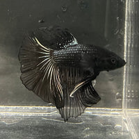 the-fish-farm Premium Male Betta Black Emerald Premium Male Betta - One Only - 2 Shop for bold Black Emerald Male Bettas at The Fish Farm Australia