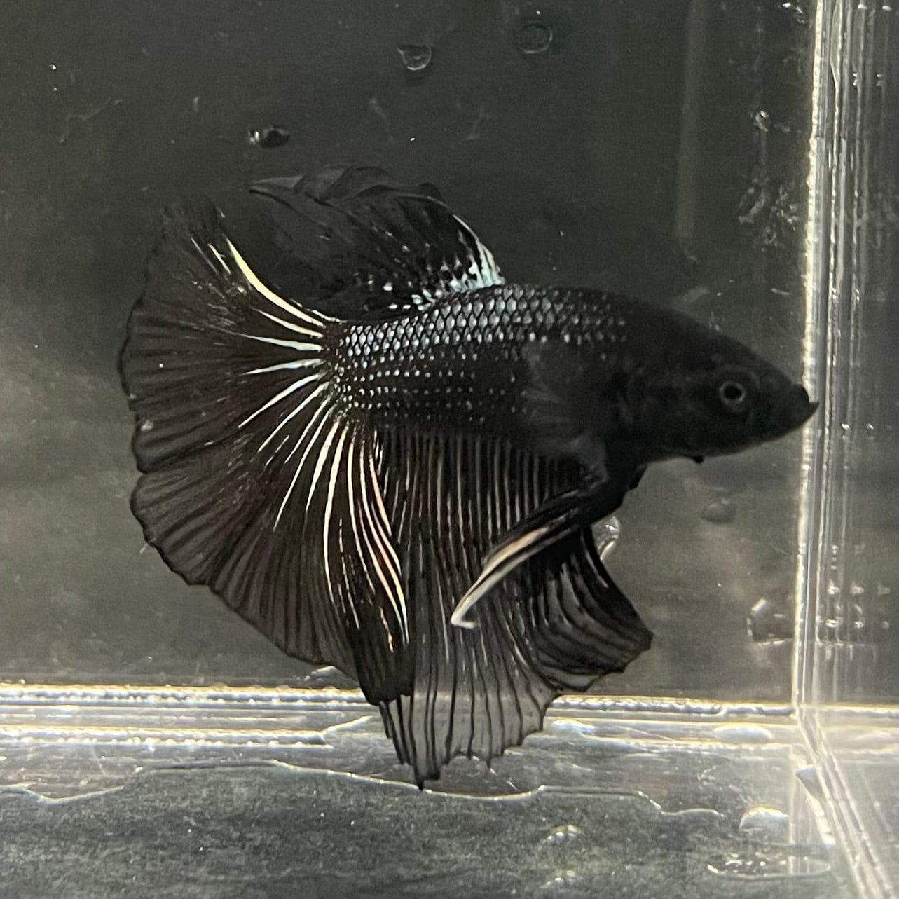 the-fish-farm Premium Male Betta Black Emerald Premium Male Betta - One Only - 2 Shop for bold Black Emerald Male Bettas at The Fish Farm Australia